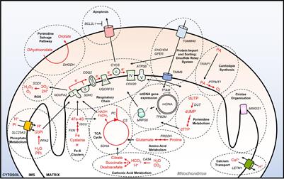 The Contextual Essentiality of Mitochondrial Genes in Cancer